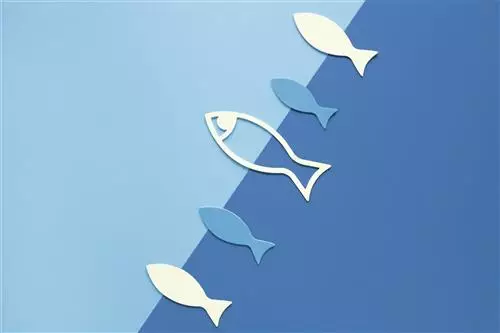 Al via i co-creation workshop per la Blue Economy regionale - IN4BLUE